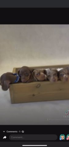 Beautiful Minature Dachshunds in Wirral