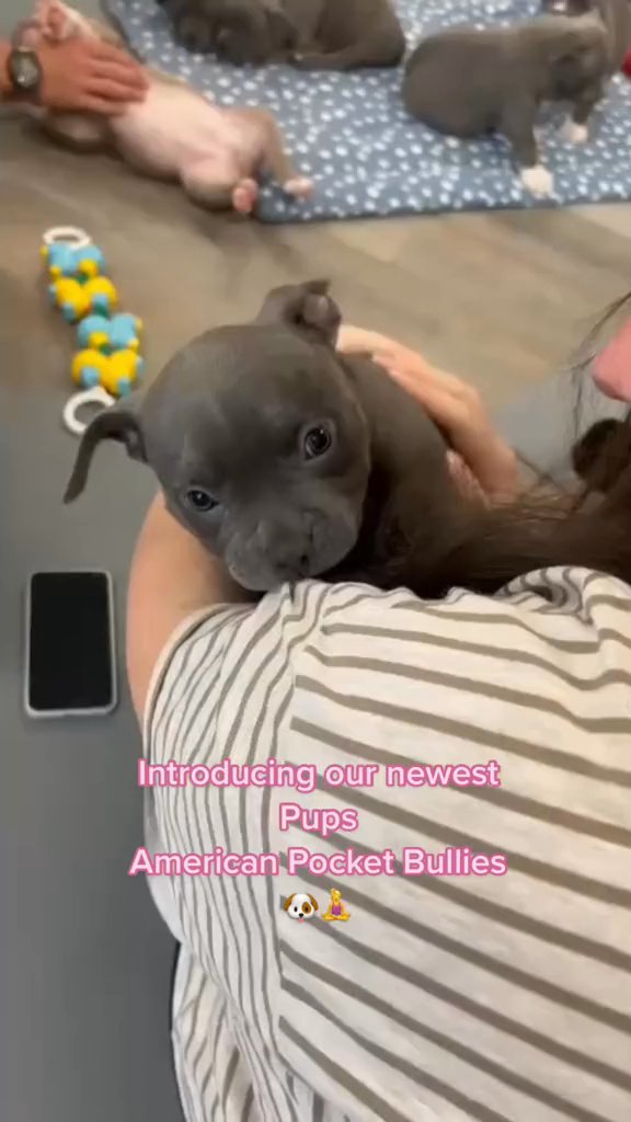 American pocket bully pup in Derby