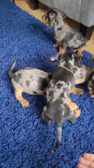 Gorgeous Dachshund Puppies in Ashford