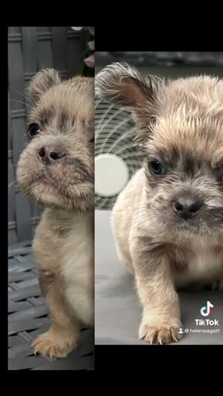 Frenchbulldog in Walsall