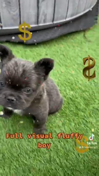 French Bulldog in Walsall
