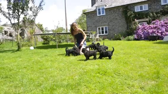 Minature Poodle Cross Sheltie Puppies in West Devon