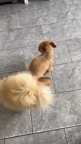 3/4 Pomeranian Puppies in East Hertfordshire