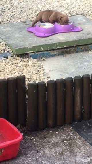English Bulldog Girl in Birmingham