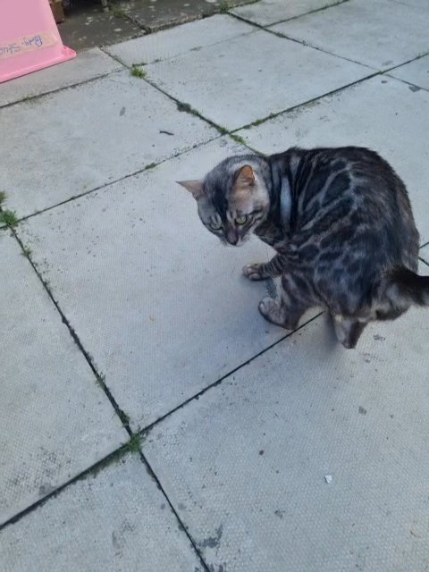 silver charcoal bengal in Coventry