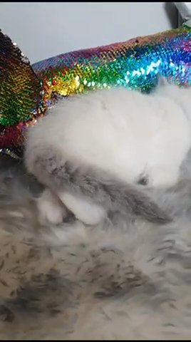 Ragdoll Kittens Pedigree in London