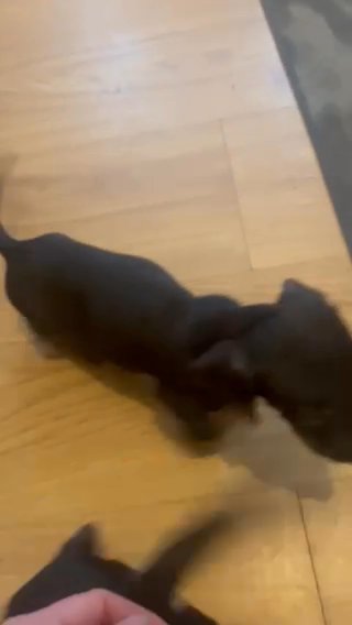 BLACK & TAN MINIATURE DACHSHUND GIRL in West Lancashire