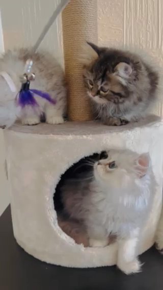 Persian Chinchilla SOLD in London