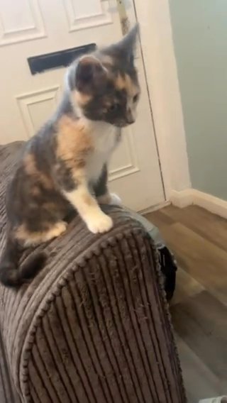 Kitten in Nottingham