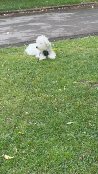 Bichon Maltese in London
