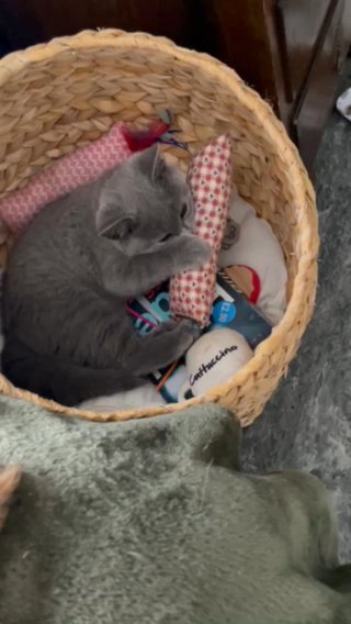 REDUCED British Shorthair Blue Girl Gccf Registered in Dartford