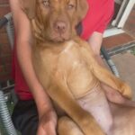 Bully Pup in Charnwood