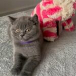 Beautiful Blue British Shorthair Girl in Leeds