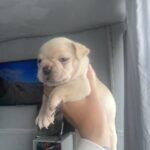 Platinum Frenchbulldog in Leicester