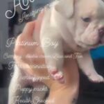 Platinum Frenchbulldog in Leicester