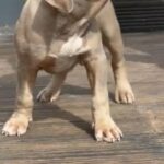QUALITY POCKET BULLYS in Birmingham