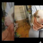 pocket bullys in Liverpool