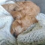 13 week old female cockapoo in Nottingham