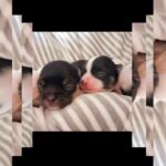 long coat chihuahua KC in Flintshire