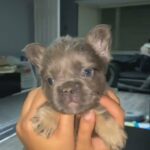 Fluffy French Bulldog in Cardiff