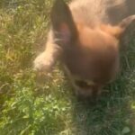 1 Long Haired Female Chihuahua in Braintree