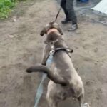 Cane Corso Female in County Durham