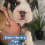 English Bulldog Pups Available in Tendring