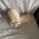 Quality Bred British Shorthair Cream Kittens in Leeds