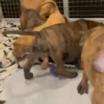 Cane Corso/South African Boerboel/Molosser Dogs in South Lanarkshire