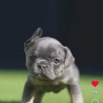 KC registered French bulldogs - 3 Left ! in Cheshire East