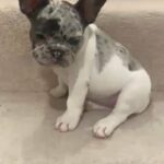 Frenchie Merle in Manchester