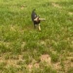 Male Australian Kelpie in East Dorset