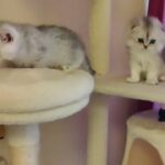 Beautiful Scottish Fold/Straight boys looking for forever home. in Peterborough