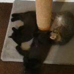 Kittens in London