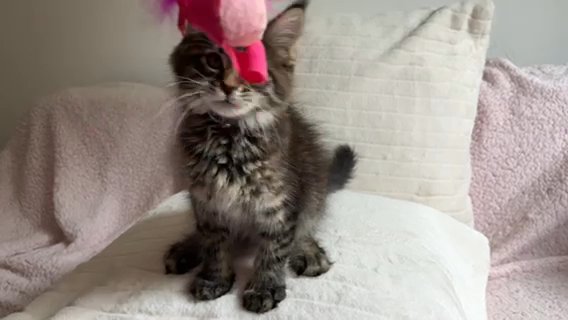 Maine Coon Boy in Coventry