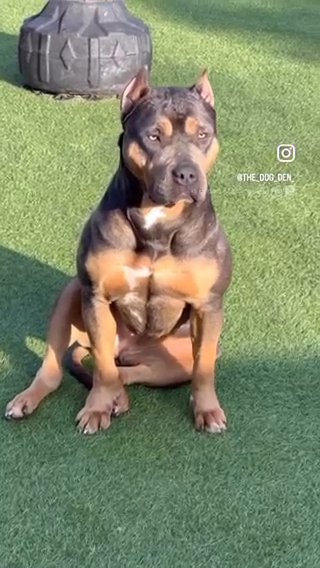 American Bully Female in Birmingham
