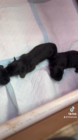 German Shepherd Puppies Available in Birmingham