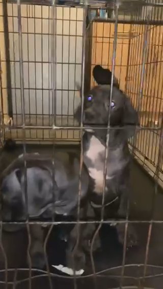 Mastiff Bandog in Bradford