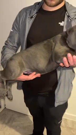 Cane Corso Cerebus in London