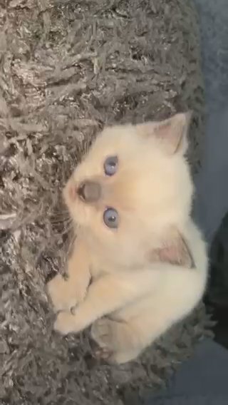 Male British Colourpoint Kitten in Birmingham