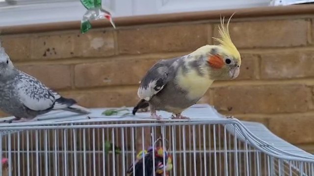 2 tamed female cockatiels with cage in London