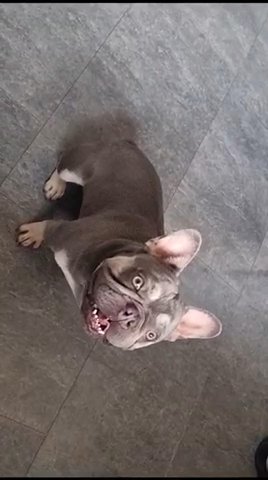 Lilac And Tan Male French bulldog in Walsall