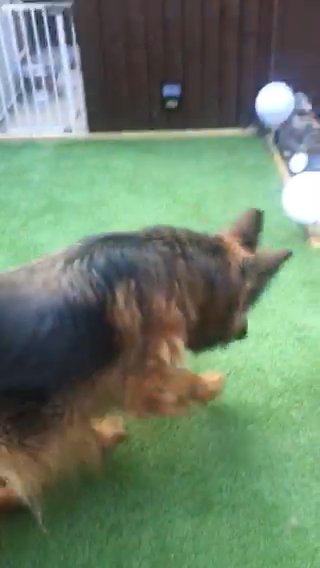 German Shepherd Girl in Birmingham