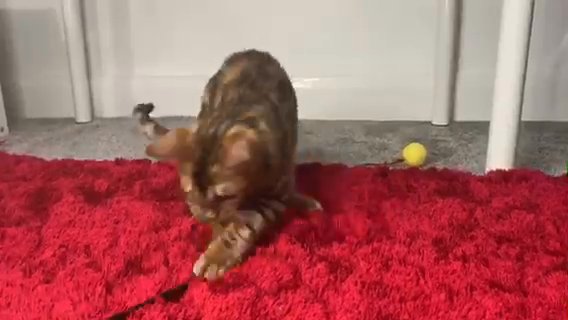 ??Gorgeous Playful Pedigree Bengal Boy ? in Birmingham