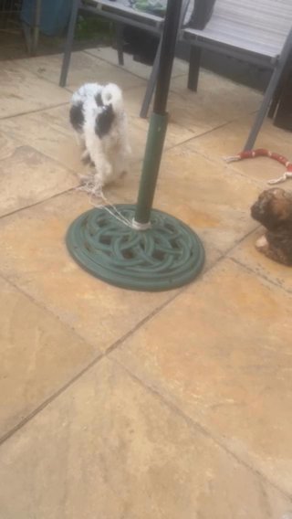 1 Female Cockapoo Left  Ready Now in Colchester