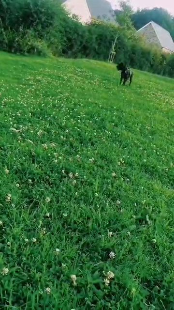 Cane corso x xl bully in West Devon