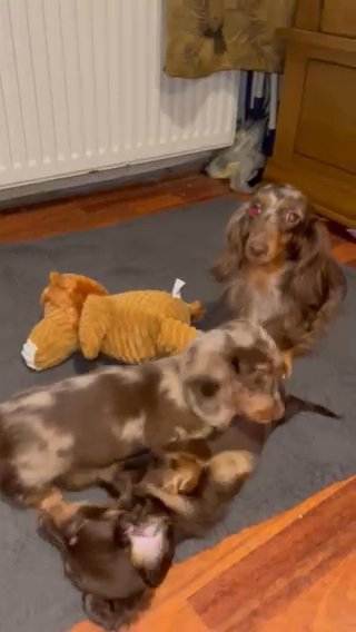 Champion Miniature Long Haired Dachshund Puppies in London