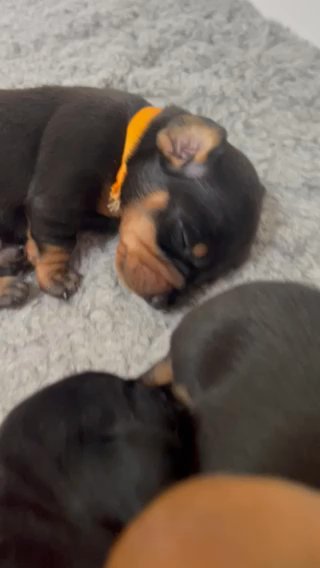 9 Outstanding Standard Dachshunds Available To Reserve in Preston