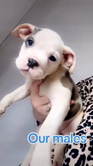 Dorset Old Tyme bulldog Puppies in Falkirk