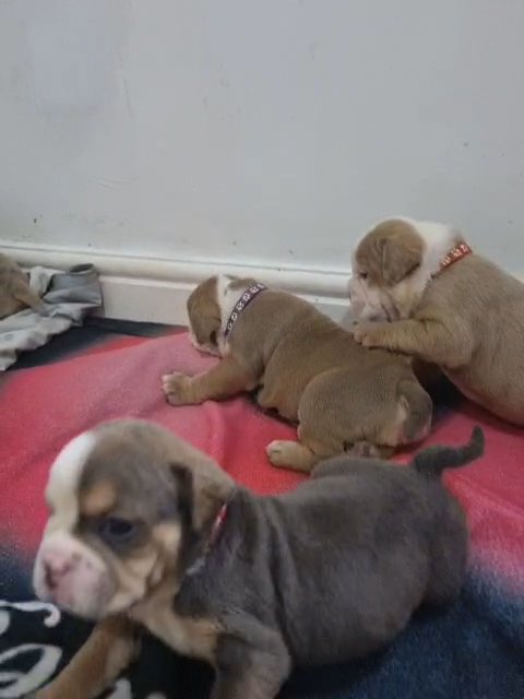 lilac fawn English bull dogs in Birmingham